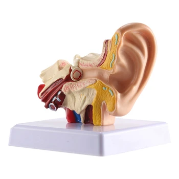 1.5 X Модел на анатомията на човешкото ухо - професионална настолна симулация модел на структура на вътрешното ухо за образование