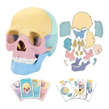 1 комплект Анатомическая модел на черепа Анатомический пъзел с черепа на човека Подвижен мини модел на човешки череп за обучение в клиника
