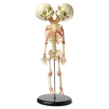 37 см Човешки двойници за главата Детски Череп Скелет Анатомический дисплей Проучване на Обучение