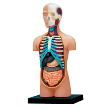 4d Анатомическая модел на човешкия торс, Скелекон, Медицински наръчник, играчка за сглобяване на пъзела, Лабораторно оборудване за обучение в класната стая