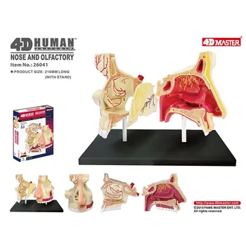 4D Майстор-анатомическая модел на човешкото носового орган, здравно обучение, занаяти, популяризиране на науката, играчките-пъзел 0