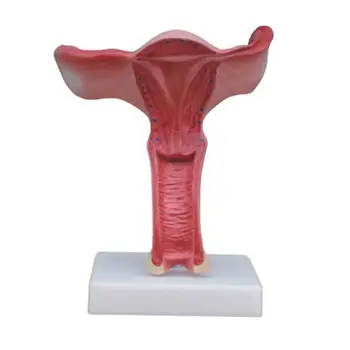 PVC с 1,5-кратно увеличение на женската Анатомия на матката на човека Медицинска модел на Професионално образование,
