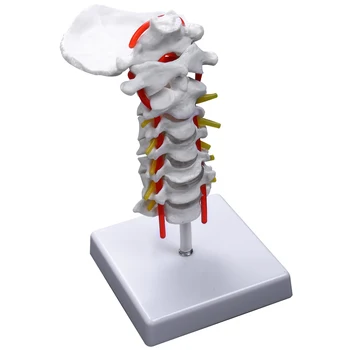 Анатомическая модел на шийния прешлен Артерията на гръбначния стълб Спинномозговые нервите Анатомия, за да учат в клас, дисплей, обучение модел