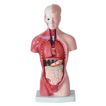 Анатомия на модел на човешкия торс Анатомични вътрешните органи PVC за обучение на студенти 0