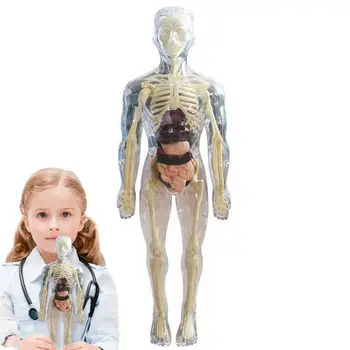 Играчки Онлайн човешкото тяло 3D Модел на орган на тялото Реалистична Мека Анатомическая модел на човешкото тяло Образователни играчки Свалящ кост орган