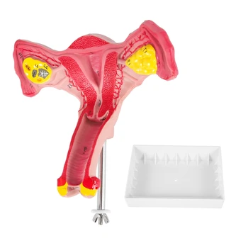 Модел дамски матката на човека 1: 1, яйчниците, маточните тръби, Анатомическая модел анатомия на човека, учебни помагала