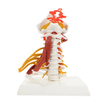 Модел на скелета, анатомический манекен на шийния отдел на гръбначния стълб, на дисплея на анатомични прешлен, манекен за обучение на човешкото шоу