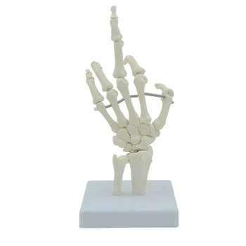 Модел на скелета четка за анатомични изследвания на ставите на пръстите, китката