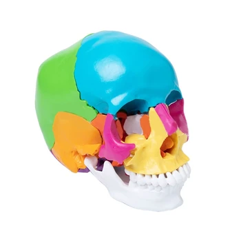 Модел на човешкия череп G5AA, 3 части, подвижна анатомический подпори за студенти по медицина