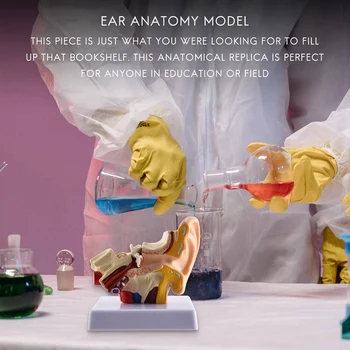 1.5 X Модел на анатомията на човешкото ухо - професионална настолна симулация модел на структура на вътрешното ухо за образование 1