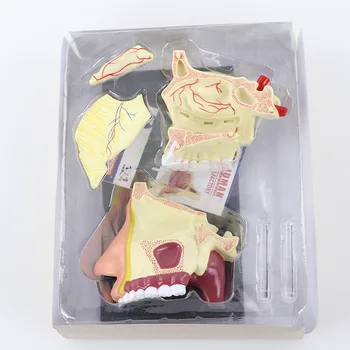 4D Майстор-анатомическая модел на човешкото носового орган, здравно обучение, занаяти, популяризиране на науката, играчките-пъзел 1