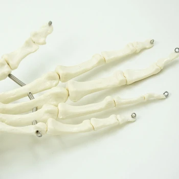 Модел на скелета четка за анатомични изследвания на ставите на пръстите, китката 1