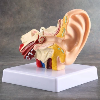 1.5 X Модел на анатомията на човешкото ухо - професионална настолна симулация модел на структура на вътрешното ухо за образование 2