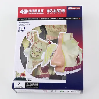 4D Майстор-анатомическая модел на човешкото носового орган, здравно обучение, занаяти, популяризиране на науката, играчките-пъзел 2