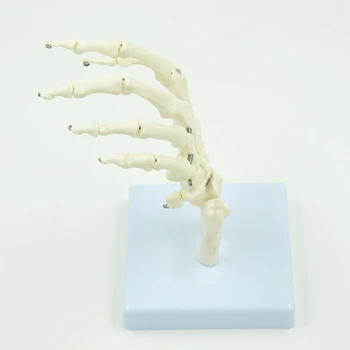 Модел на скелета четка за анатомични изследвания на ставите на пръстите, китката 2