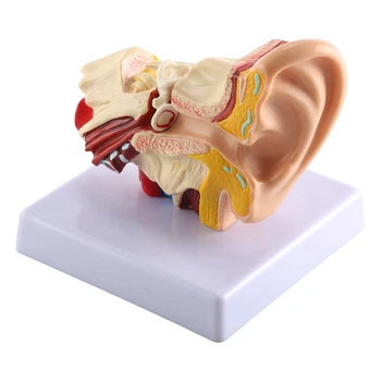1.5 X Модел на анатомията на човешкото ухо - професионална настолна симулация модел на структура на вътрешното ухо за образование 3
