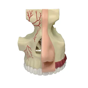 4D Майстор-анатомическая модел на човешкото носового орган, здравно обучение, занаяти, популяризиране на науката, играчките-пъзел 3