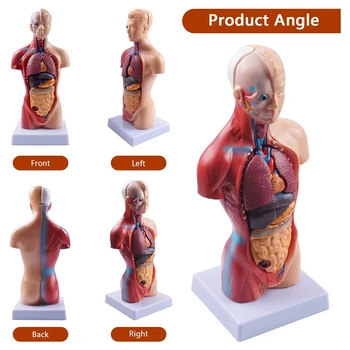 Анатомия на модел на човешкия торс Анатомични вътрешните органи PVC за обучение на студенти 3