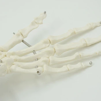 Модел на скелета четка за анатомични изследвания на ставите на пръстите, китката 3