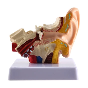 1.5 X Модел на анатомията на човешкото ухо - професионална настолна симулация модел на структура на вътрешното ухо за образование 4