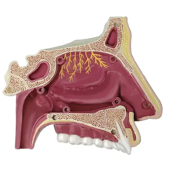 4D Майстор-анатомическая модел на човешкото носового орган, здравно обучение, занаяти, популяризиране на науката, играчките-пъзел 4