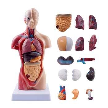 Анатомия на модел на човешкия торс Анатомични вътрешните органи PVC за обучение на студенти 4
