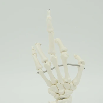 Модел на скелета четка за анатомични изследвания на ставите на пръстите, китката 4