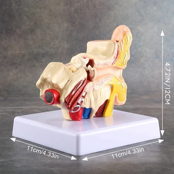 1.5 X Модел на анатомията на човешкото ухо - професионална настолна симулация модел на структура на вътрешното ухо за образование 5