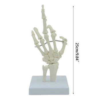 Модел на скелета четка за анатомични изследвания на ставите на пръстите, китката 5